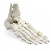 Erler-Zimmer Anatomical Skeleton Foot Model With Tibia and Fibula